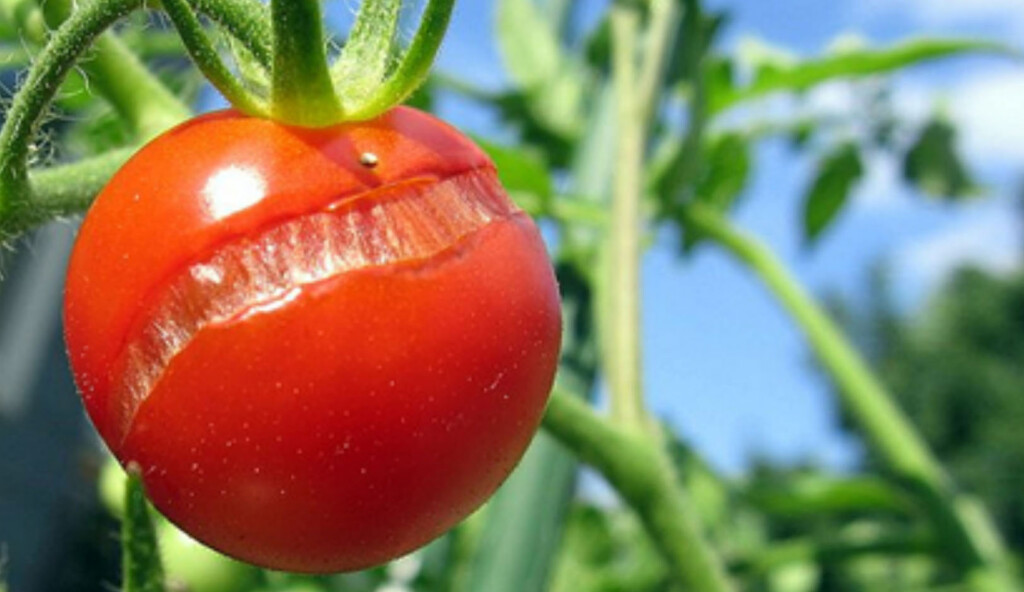 A single tomato is featured with cracks in its skin