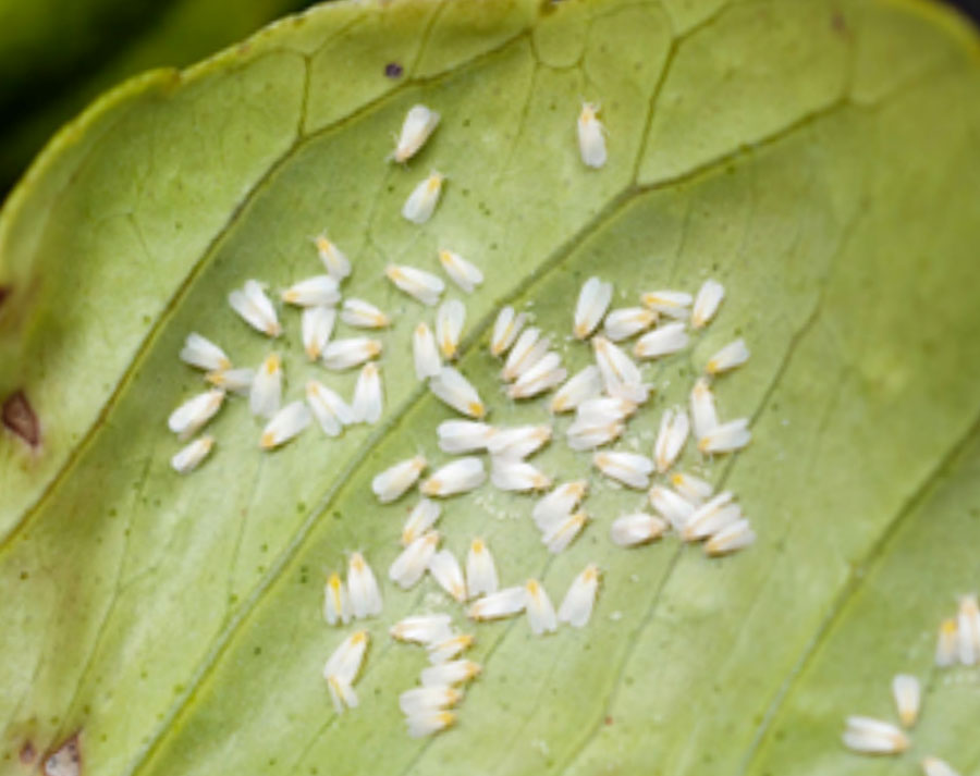 A colony of whiteflies swarms a pepper leaf.