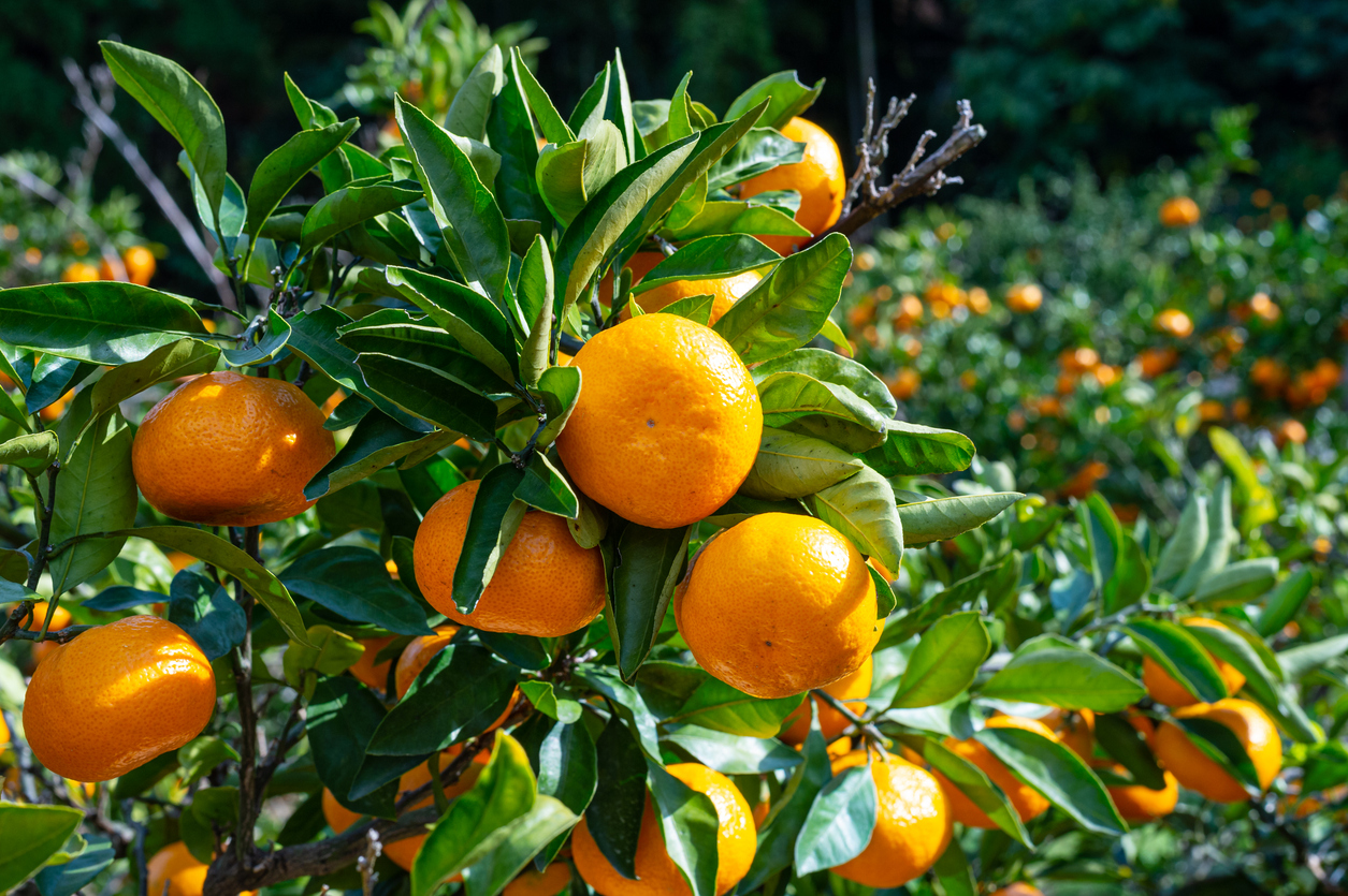 Satsuma oranges on a tree