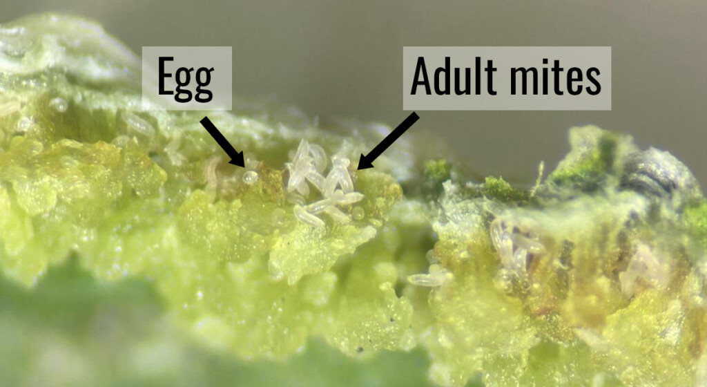A microscope's view of a leaf roll colony. Eggs and adults present as tiny translucent ovals.
