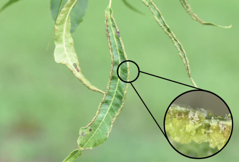 A leaf whose edges are curling inward due to mite infestation.