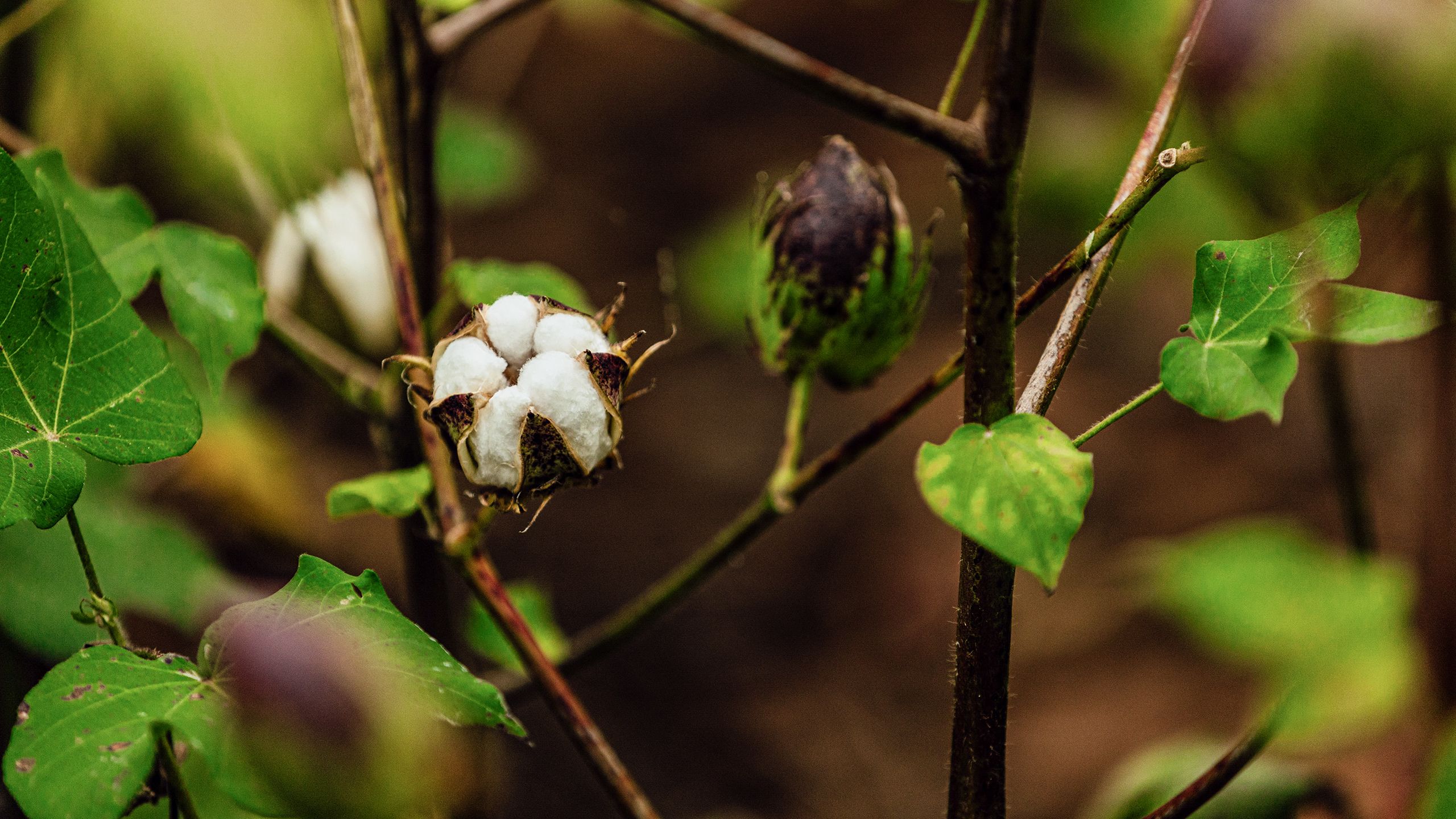 Open cotton boll with fluffy white fibers, green leaves, and a closed boll on a plant.