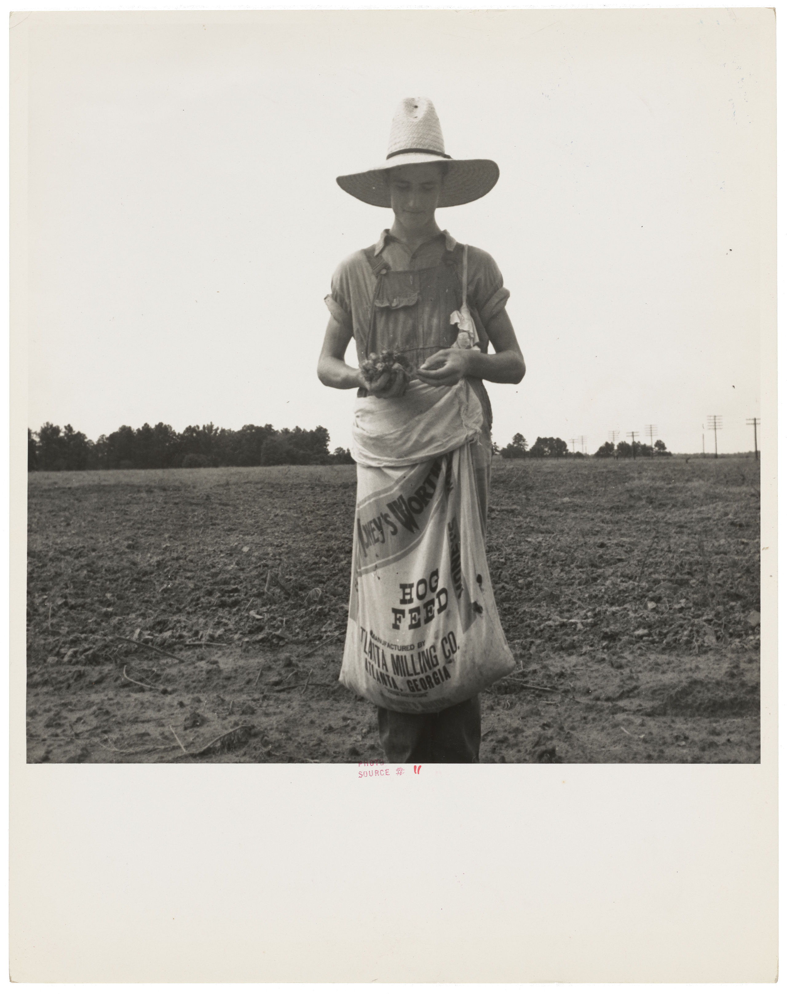 A boy in overalls and hat holds cotton bolls in a field, feed sack tied at waist.