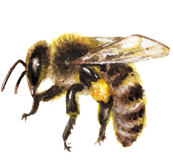 Watercolor image of bee.