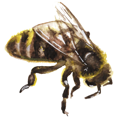Watercolor image of bee.