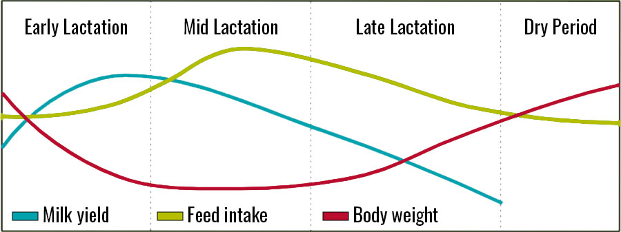 A chart detailing the relationship between milk yield, feed intake, and body weight at each of the stages of lactation for goats.