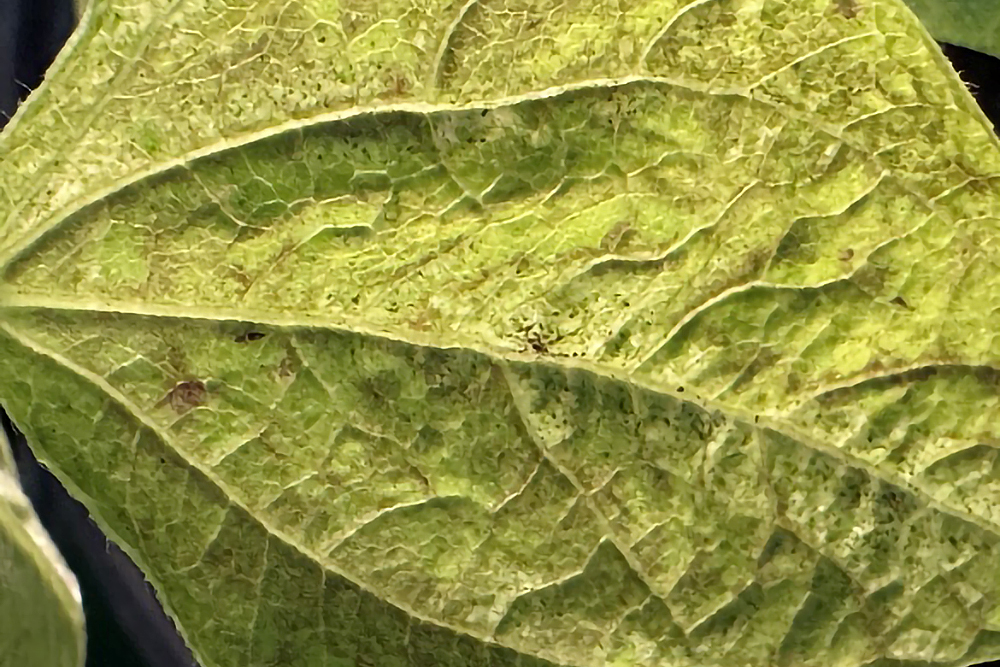 adult thrips on leaf showing damage