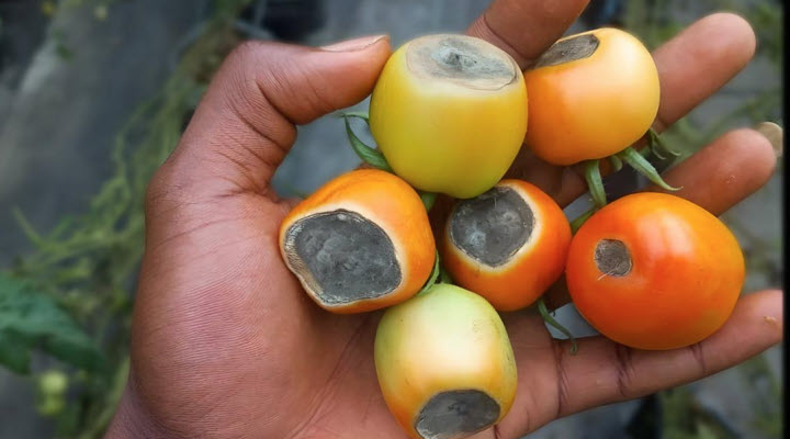 A hand holding six tomatoes showing signs of Blossom End Rot