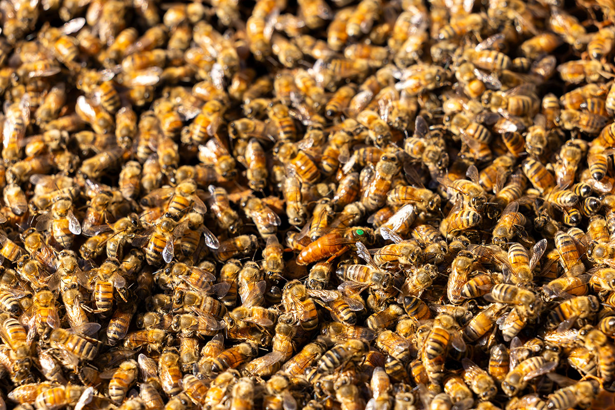 The honey bee secret to staying clean and healthy