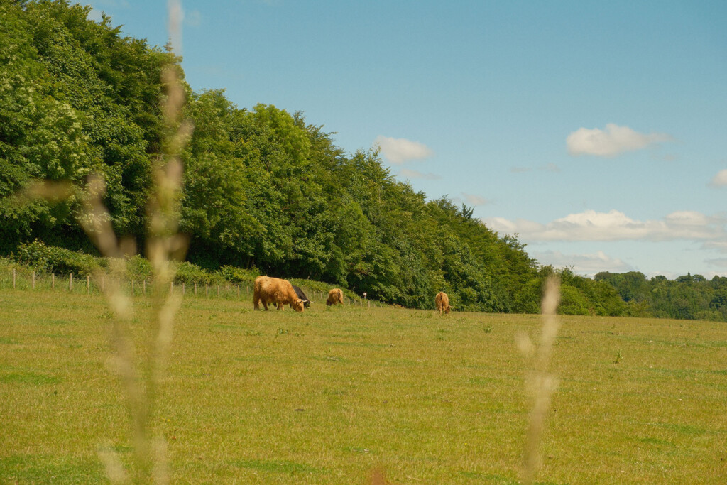 Highland cows grazing in a grassy field near a tree line.