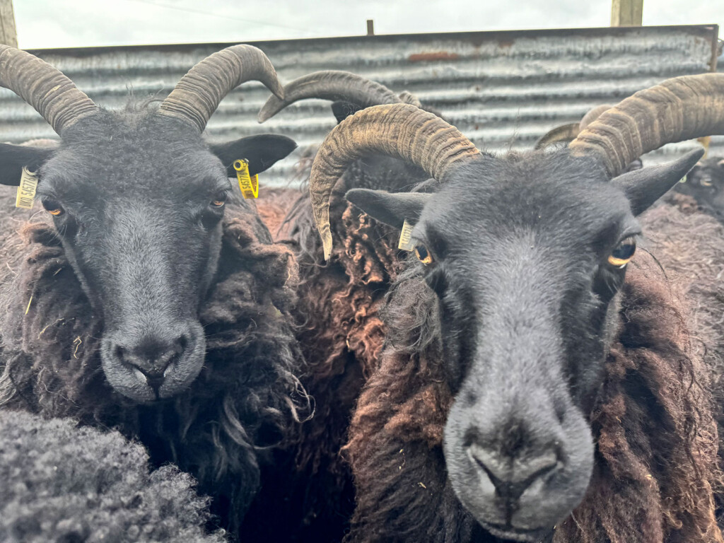 Two black sheep with curled horns standing close together inside a pen.