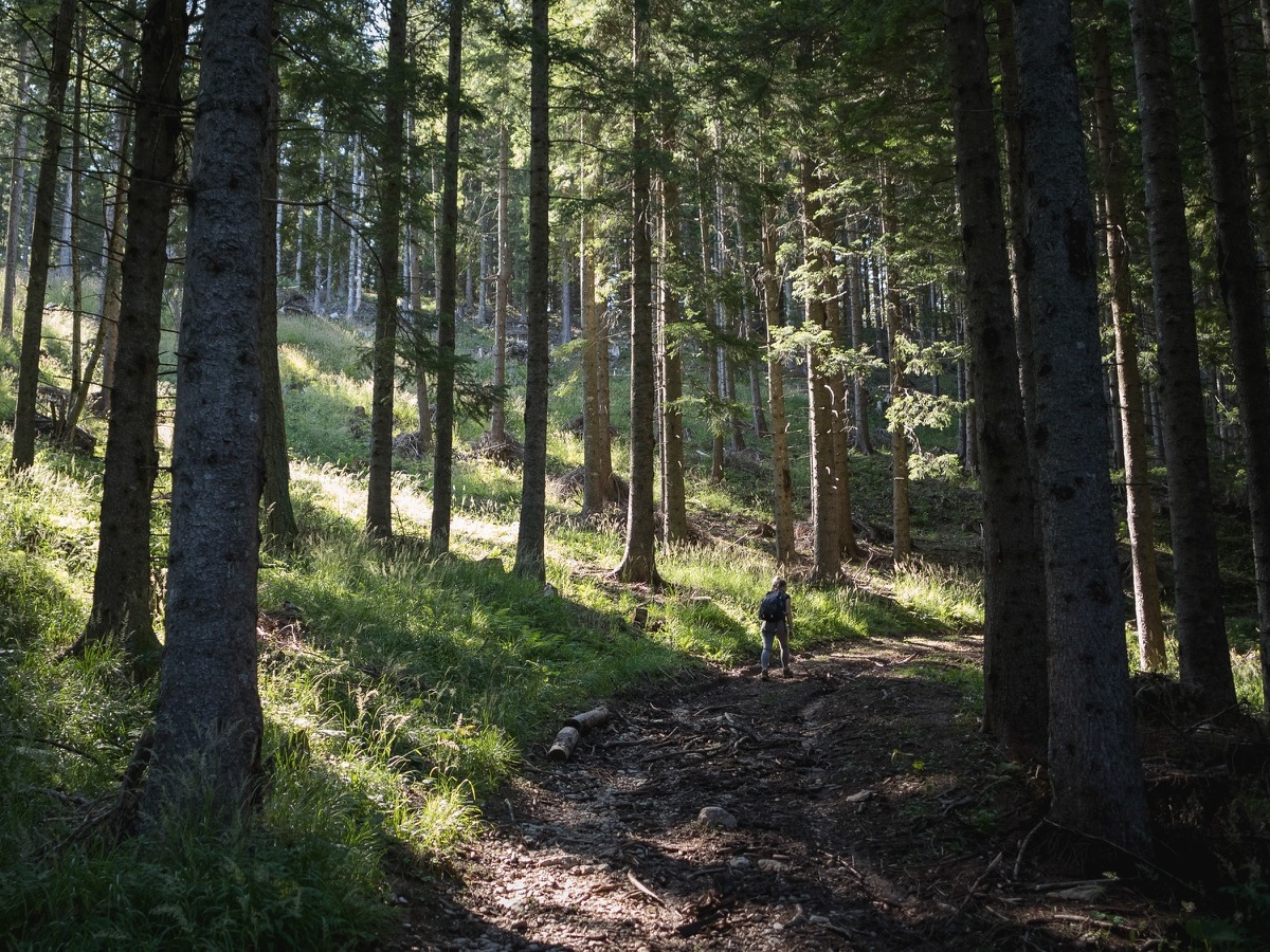 Sun streaming through trees in the woods.