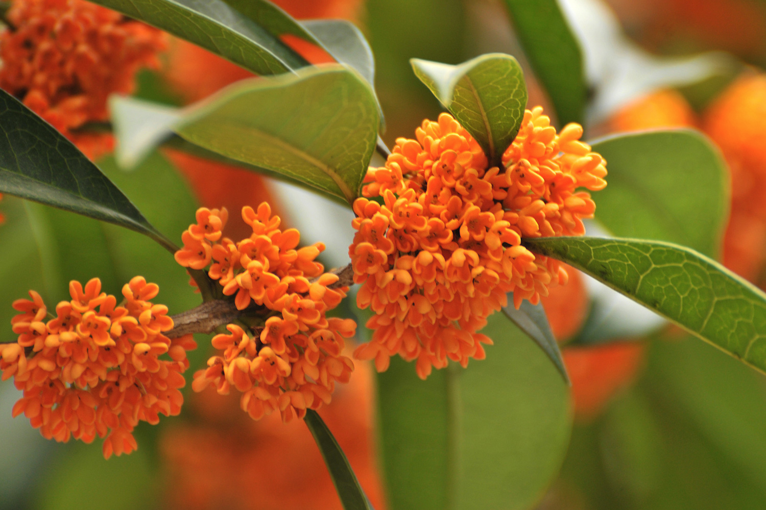 Sweet tea olive shrub with orange blooms