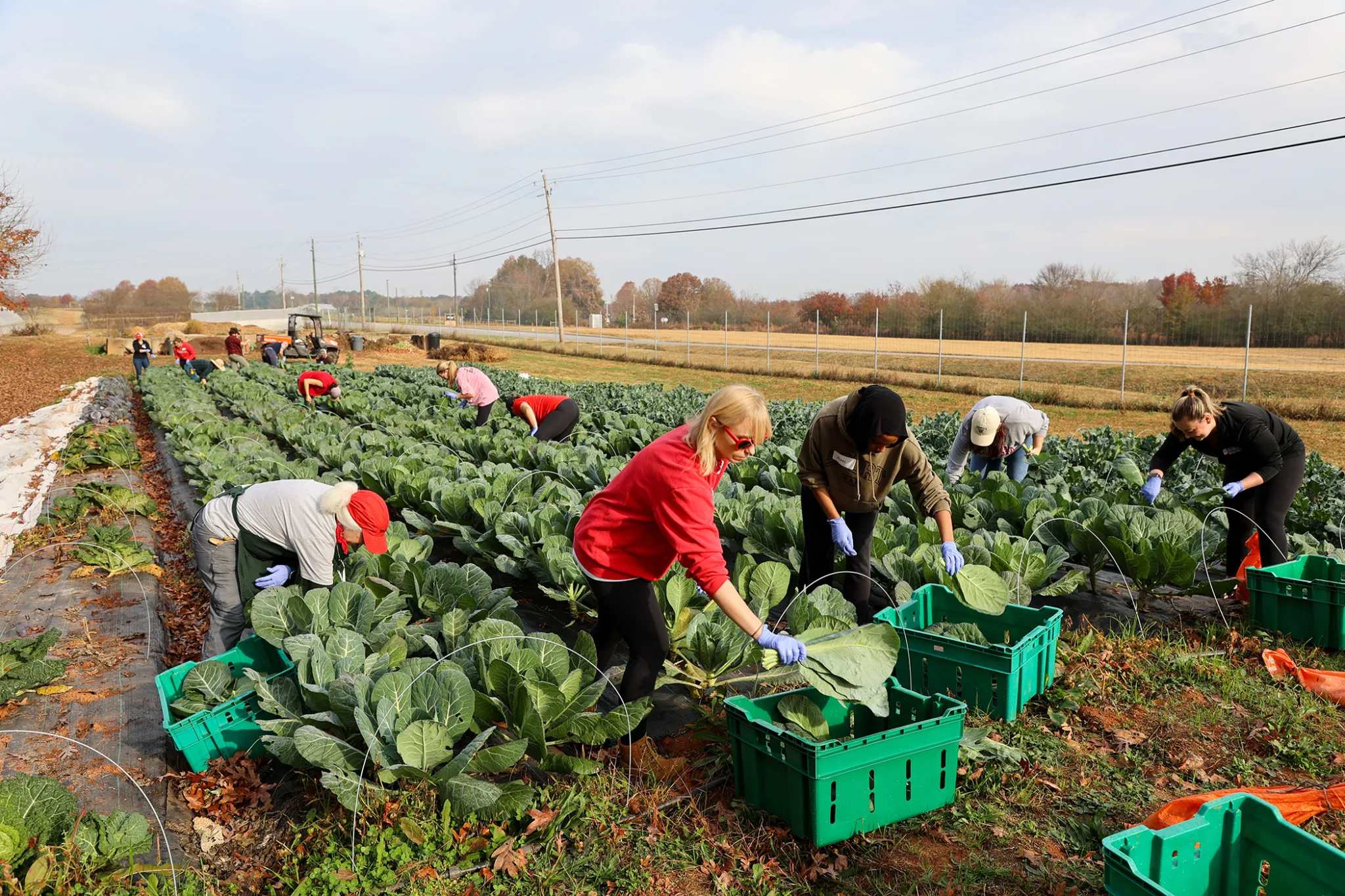 People harvesting collards in the fields of UGArden
