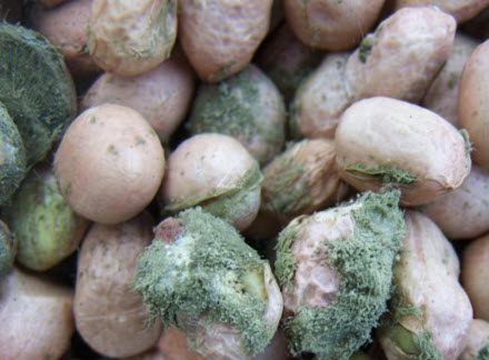 Peanuts exhibiting aflatoxin.