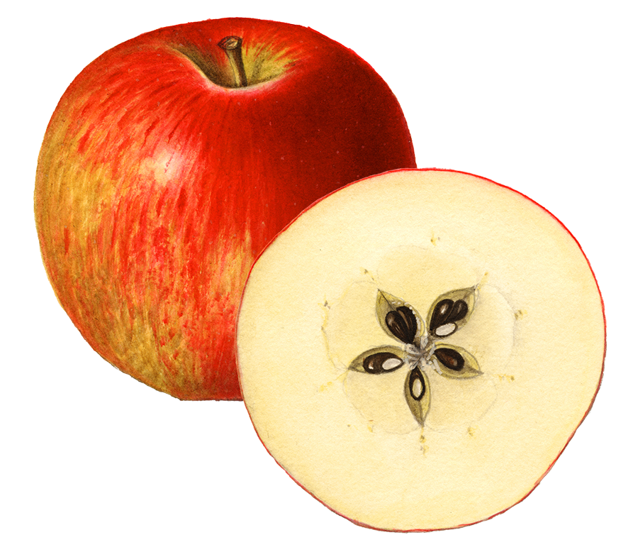 Illustration of a whole red apple beside a halved apple, revealing the star-shaped core and seeds.