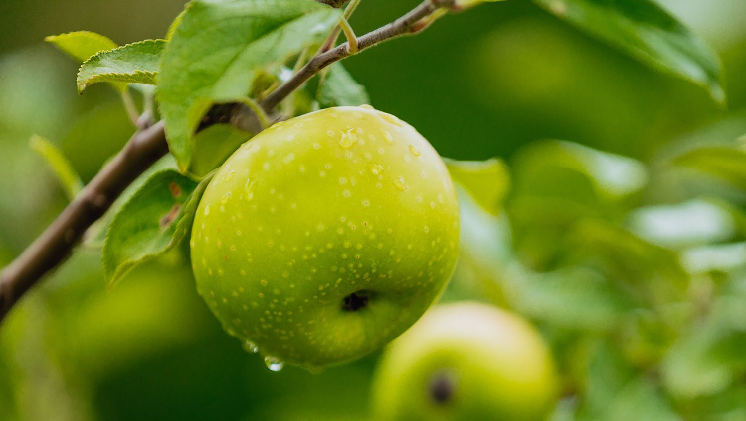 A close-up of a green apple on a tree branch, glistening with water droplets, surrounded by lush green leaves.