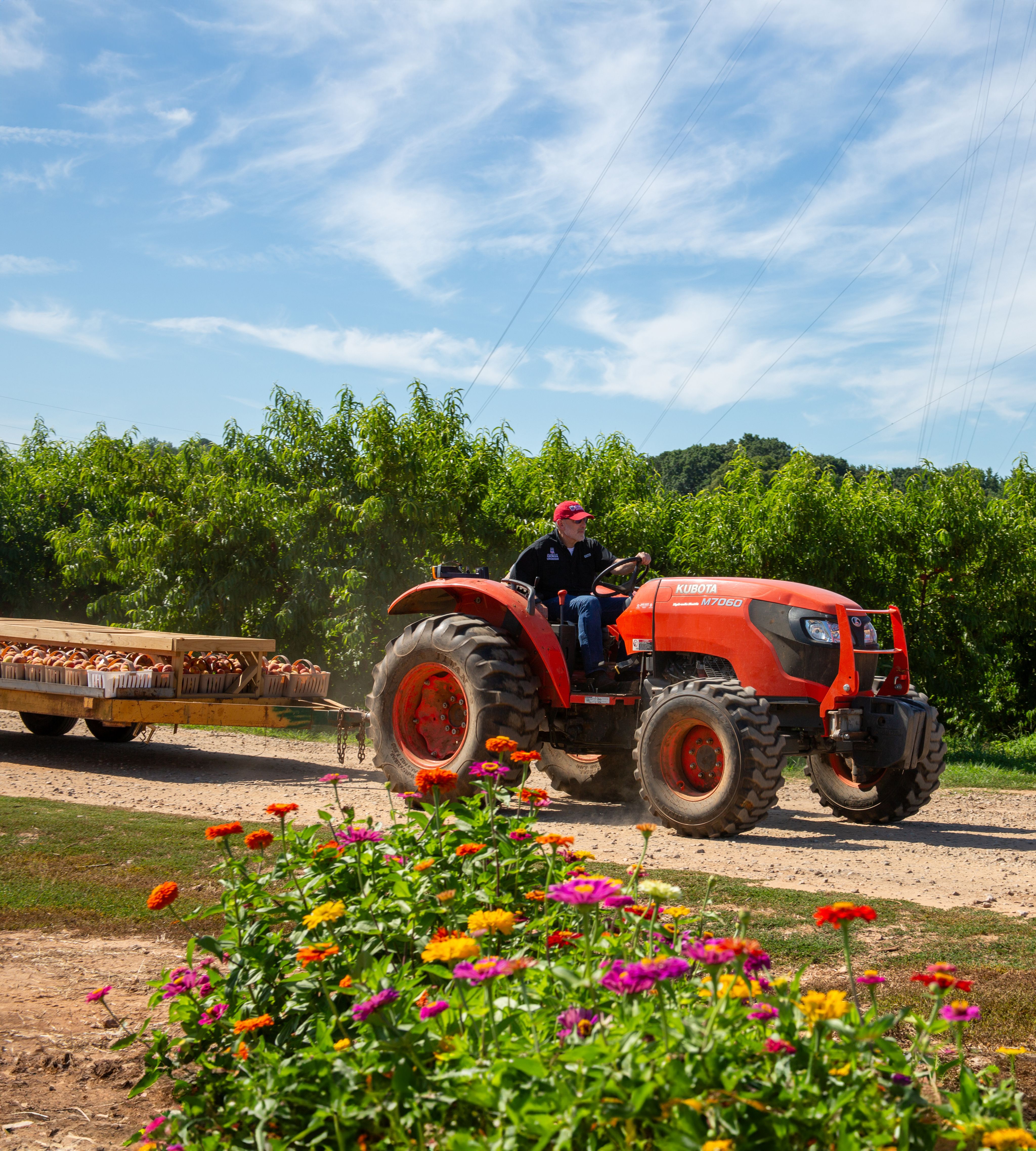 A person drives a red Kubota tractor pulling a trailer of produce along a dirt path, with colorful wildflowers in the foreground and green trees under a blue sky.