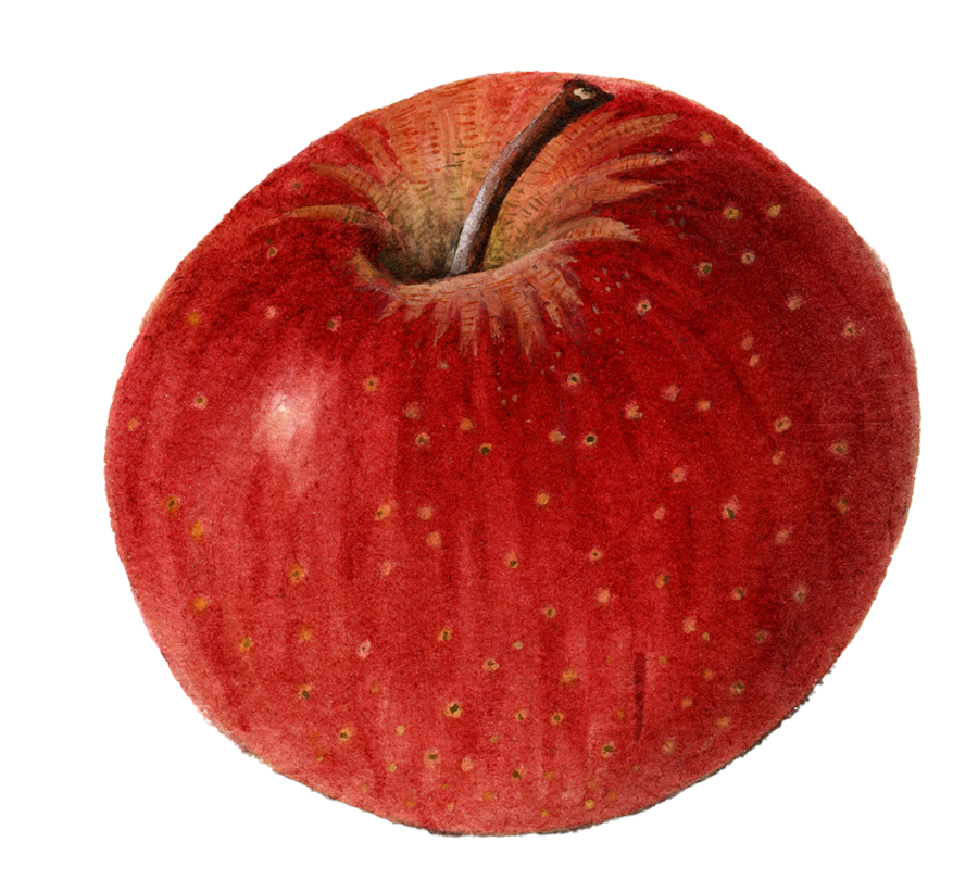 A red apple with a short stem.