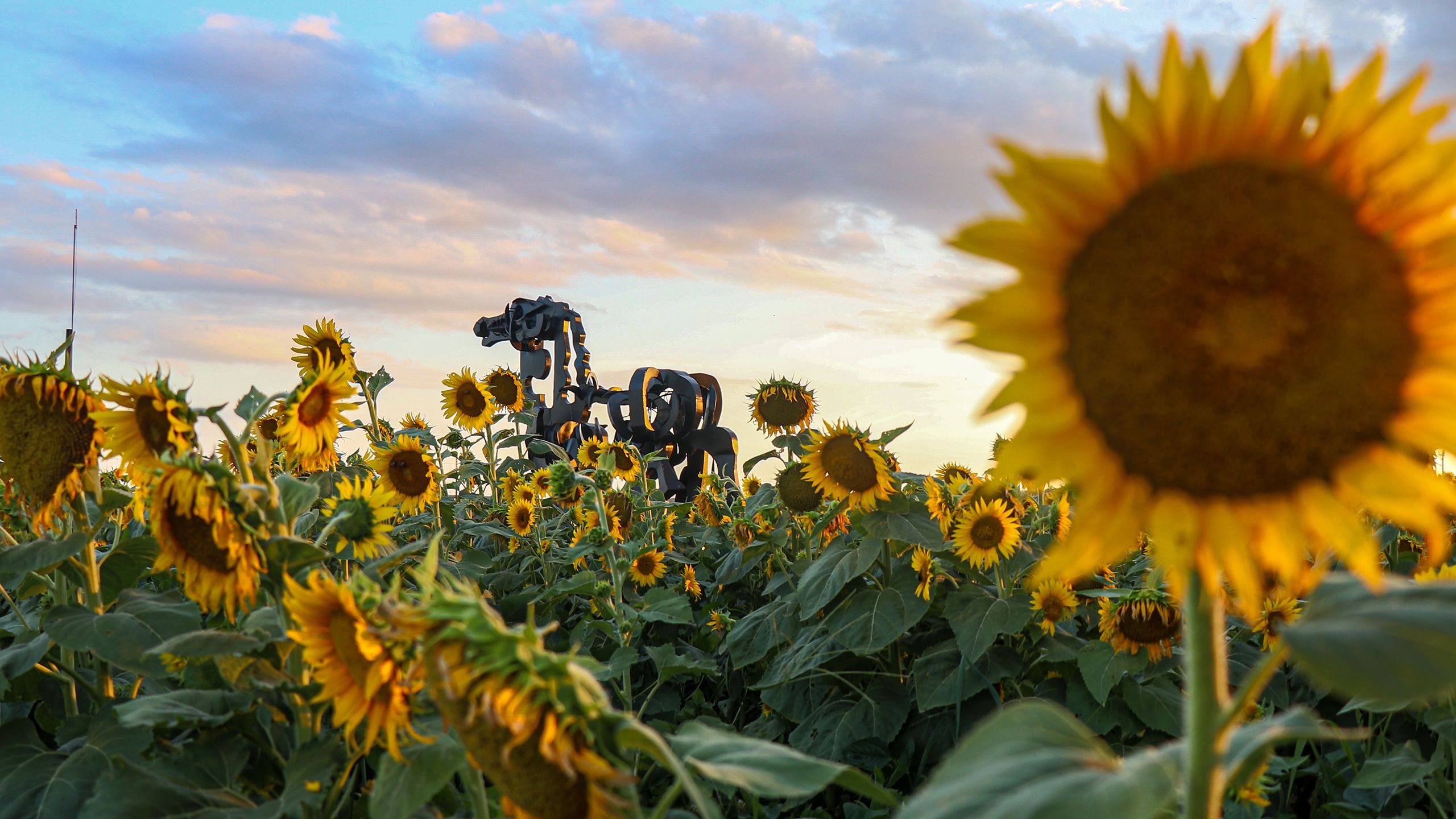 A large, abstract iron statue of a horse glows with the warm light of sunset. It is surrounded by large, yellow sunflowers.
