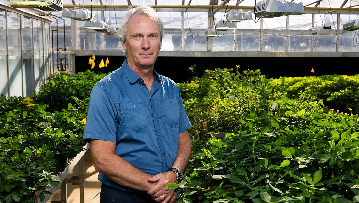 Man standing in a greenhouse, wearing a blue shirt, surrounded by lush green plants and hanging grow lights.