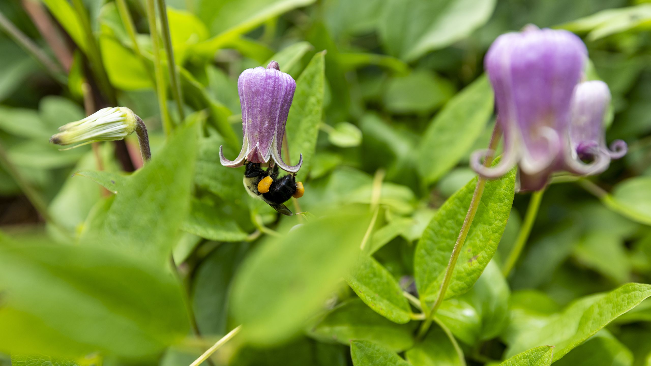 Bee with yellow bulges of pollen on its sides hangs upside down from a purple flower.