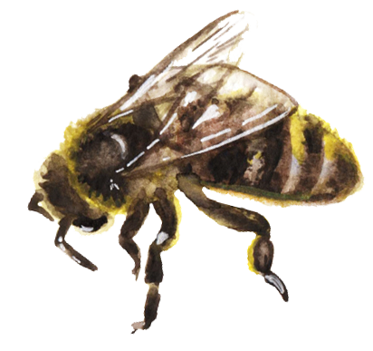 Watercolor image of bee.