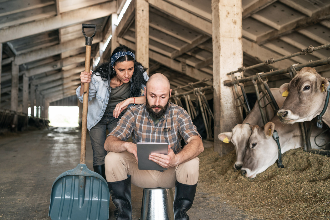 Two farmers in a cow barn check bills, bank statements and financial statistics on a digital tablet.