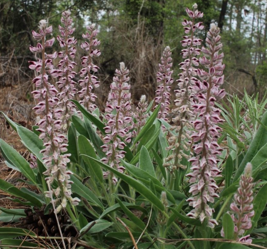 A cluster of stalks rises from the ground bearing bell shaped flowers along their lengths