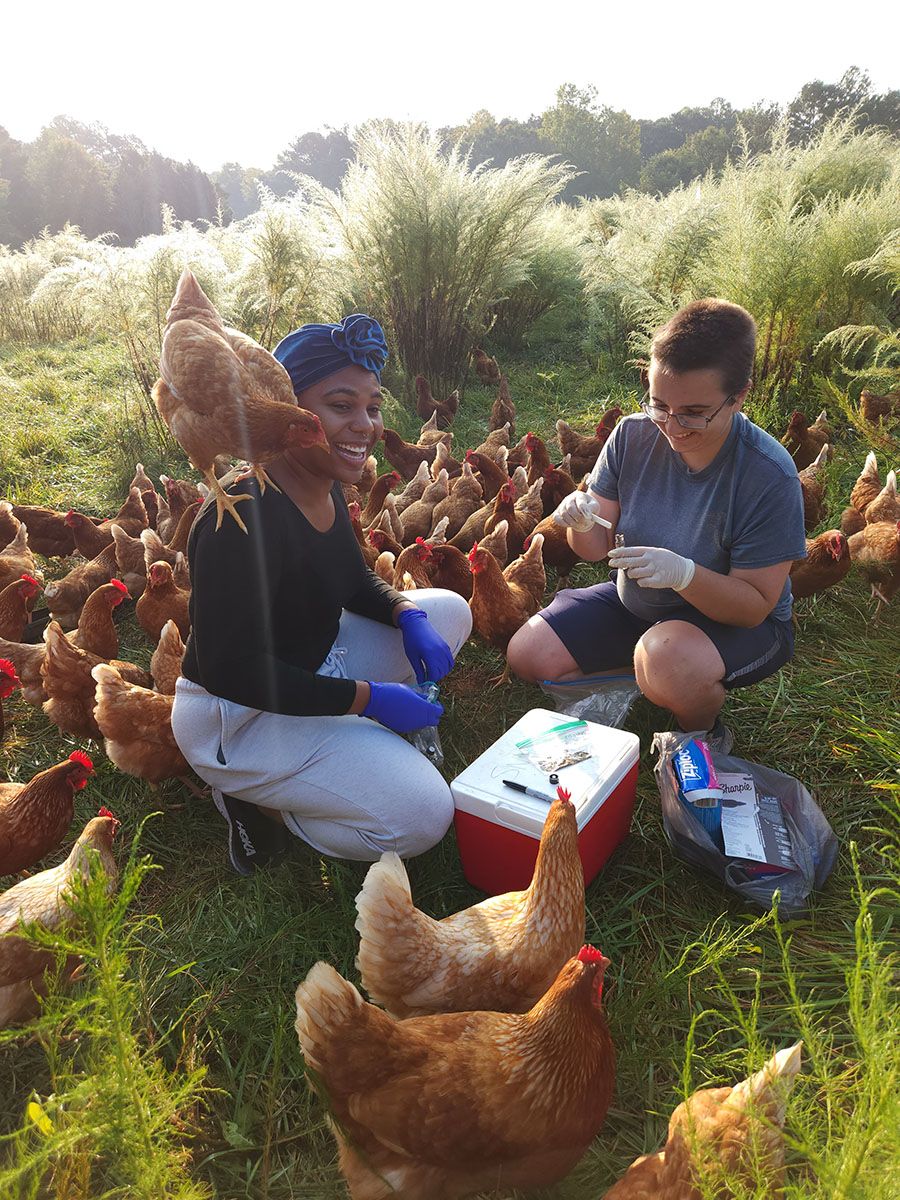 Two researchers crouch in a field surrounded by a flock of brown, pastured chickens while they collect fecal samples for testing. 