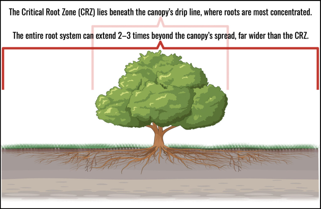 A diagram illustrating the canopy and root system of a tree in cross section
