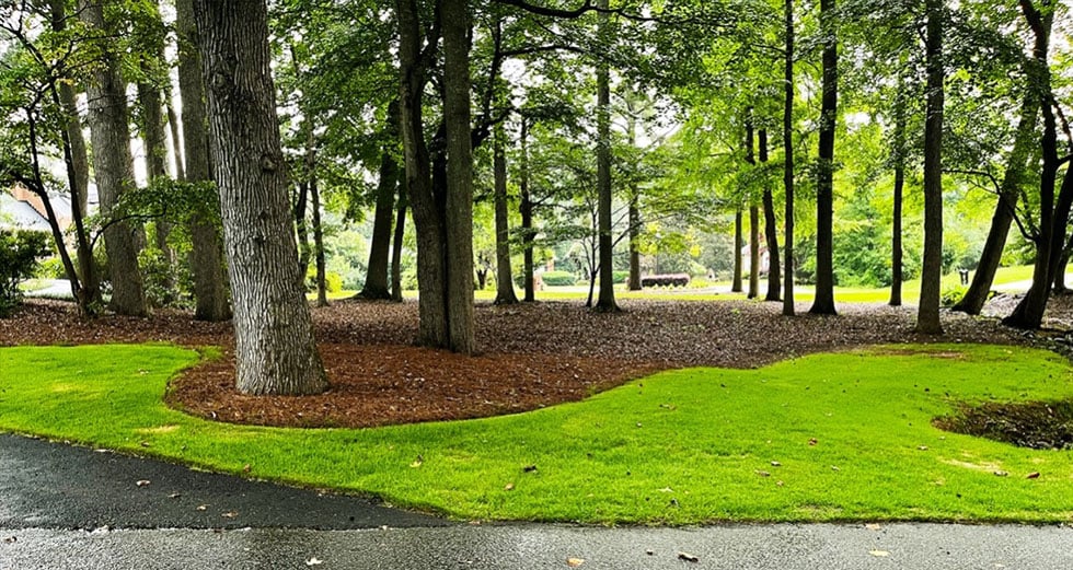 a neatly manicured lawn with a distinct mulch line exhibits lush grass and healthy trees