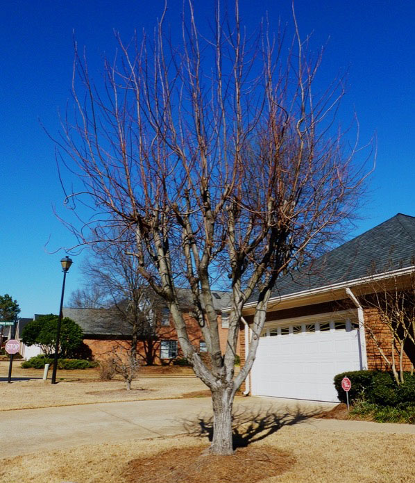 a badly pruned tree lacks leaves and has spindly growth