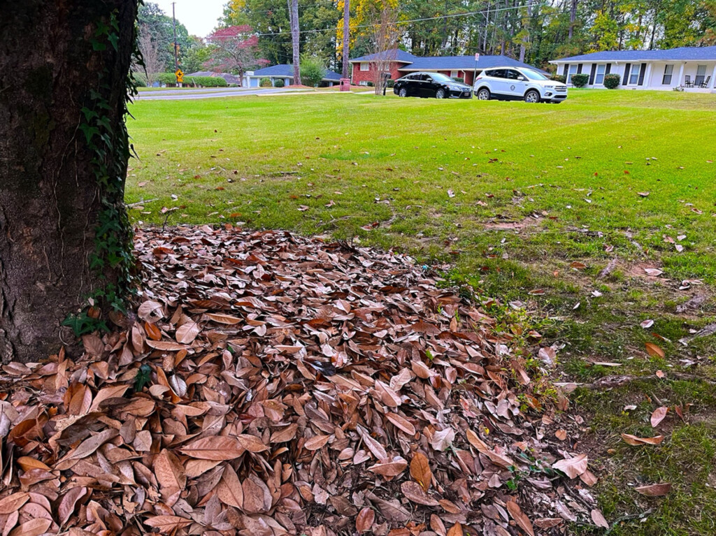 a pile of leaves is neatly arranged at the base of a tree