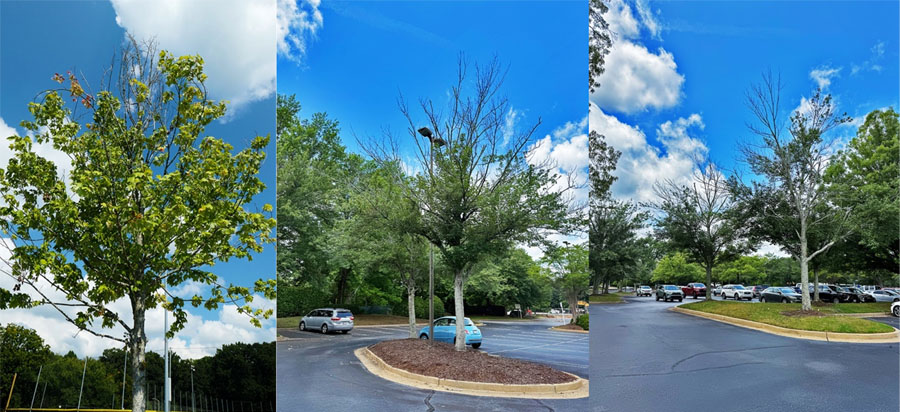 photos of young stressed trees