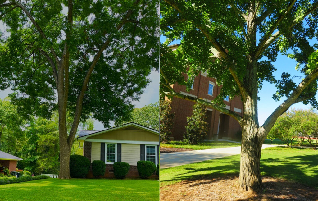 two photos of trees with pinnately compound leaves and their lush lawn counterparts