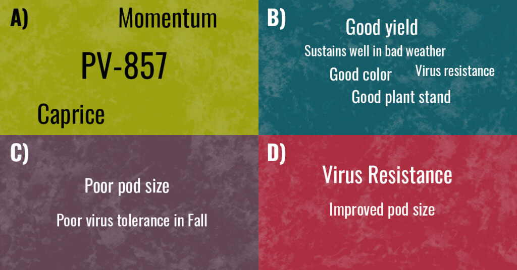 A collection of words about snap beans is arranged in four quadrants. Each word is scaled to represent relative importance.