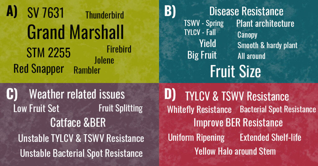 A collection of words about tomatoes is arranged in four quadrants. Each word is scaled to represent relative importance.