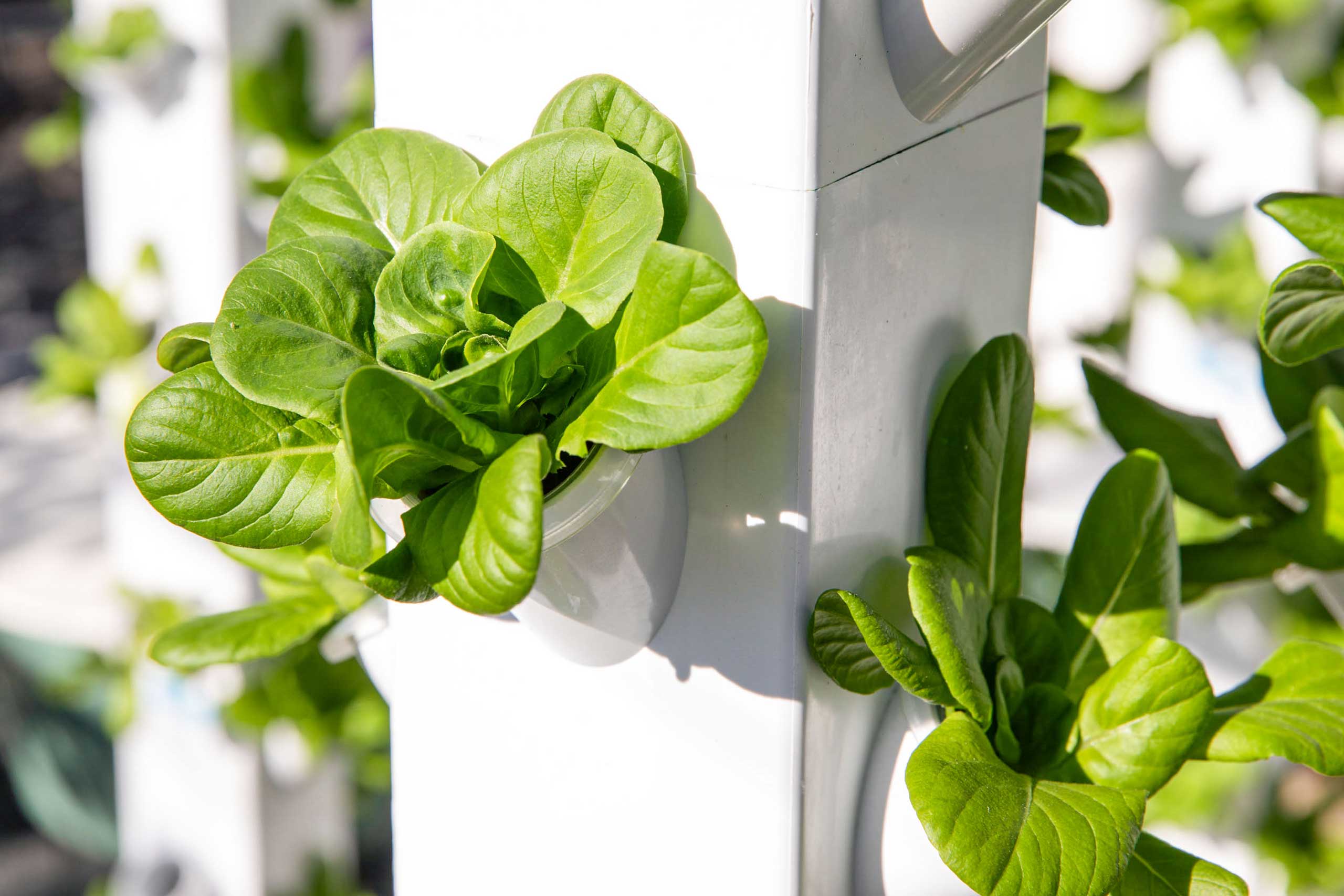 Lettuce grows in a vertical hydroponic system