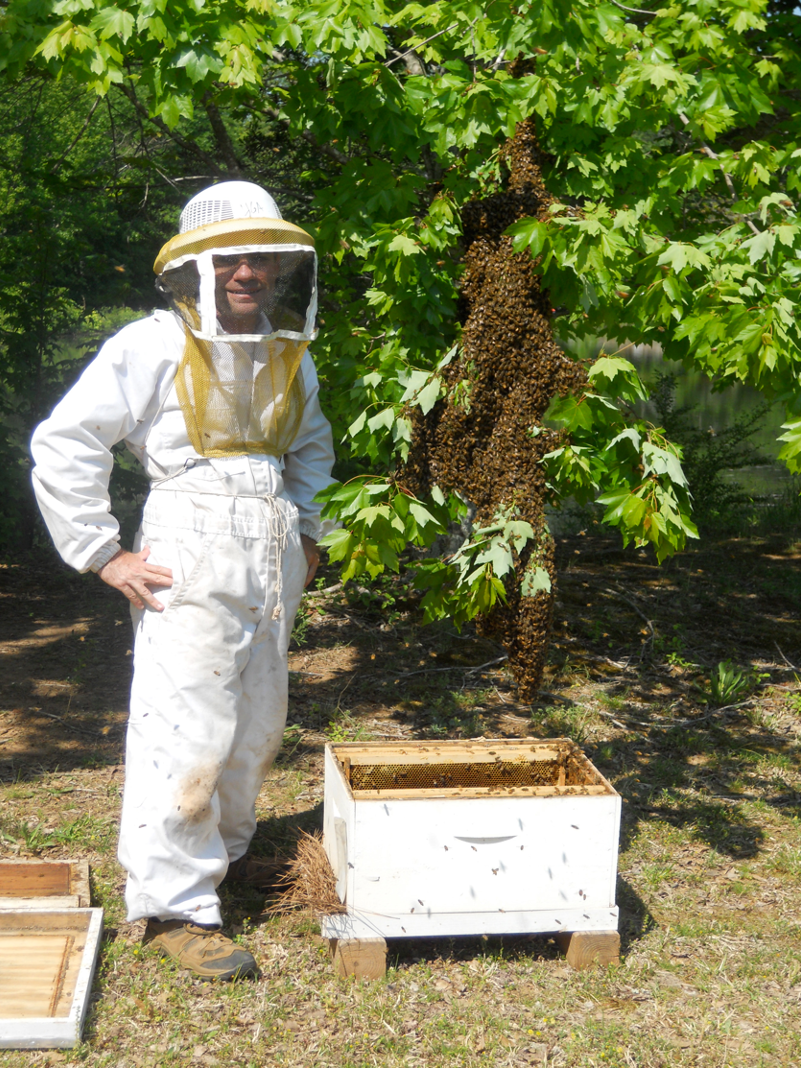 A beekeeper stands with their hands on hips while wearing a white bee suit and veil in front of a swarm of bees hanging on a tree branch which hovers over an open bee box on the ground.