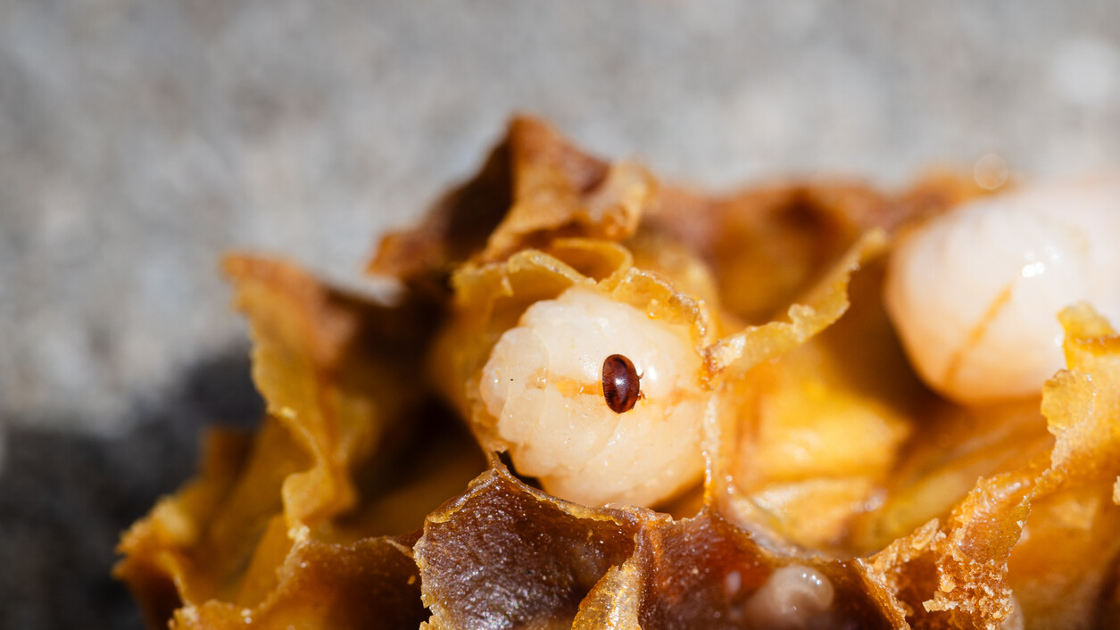Close up of a brown Varroa mite feeding on a creamy white bee larva that's in a honeycomb cell. 