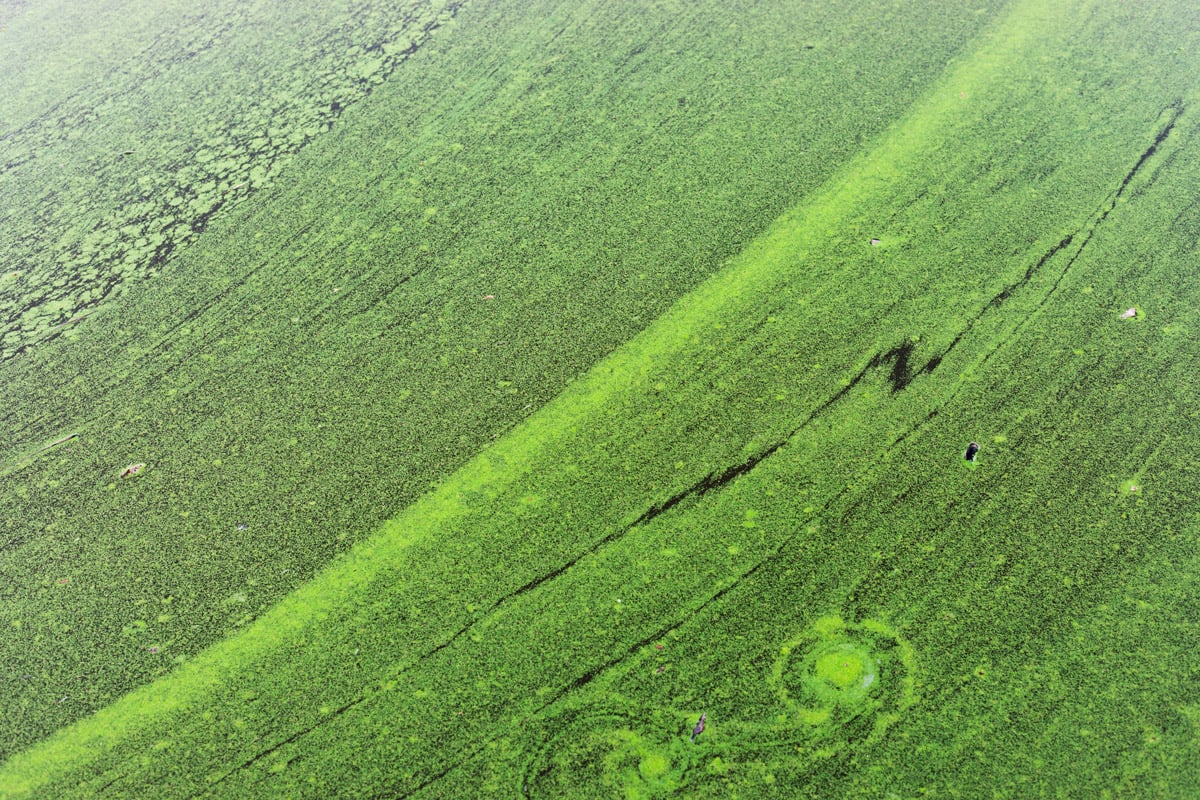 Green algae on the surface of water