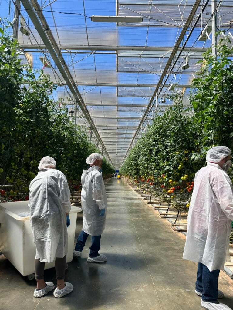 People wearing protective gowns, gloves and hair covers stand in a greenhouse aisle lined with tall tomato plants growing in rows.