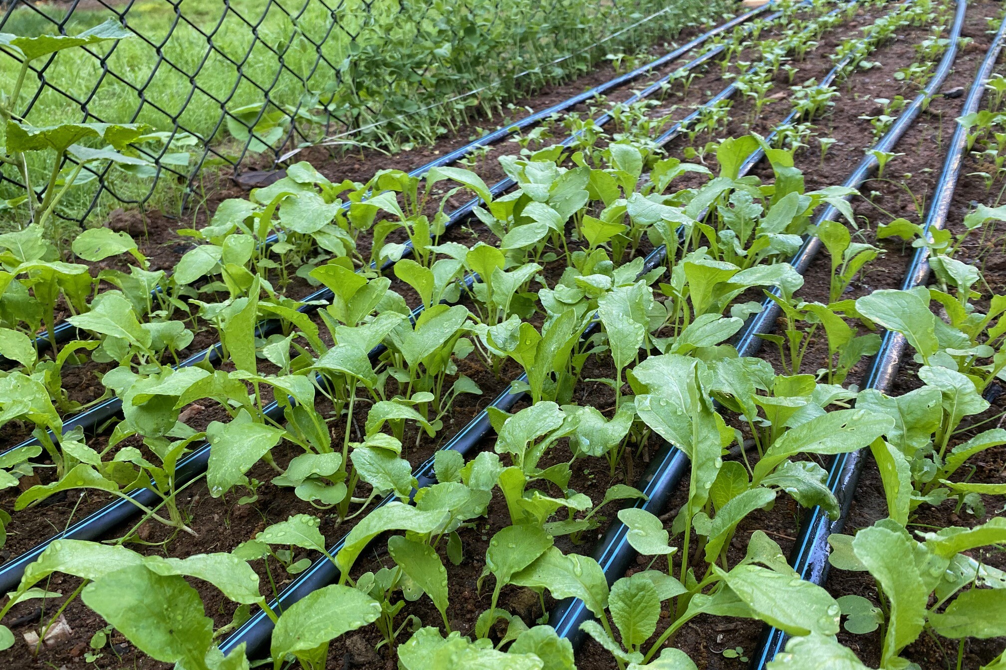 Rows of young green seedlings growing in soil with black drip‑irrigation lines running between them, bordered by a wire fence.