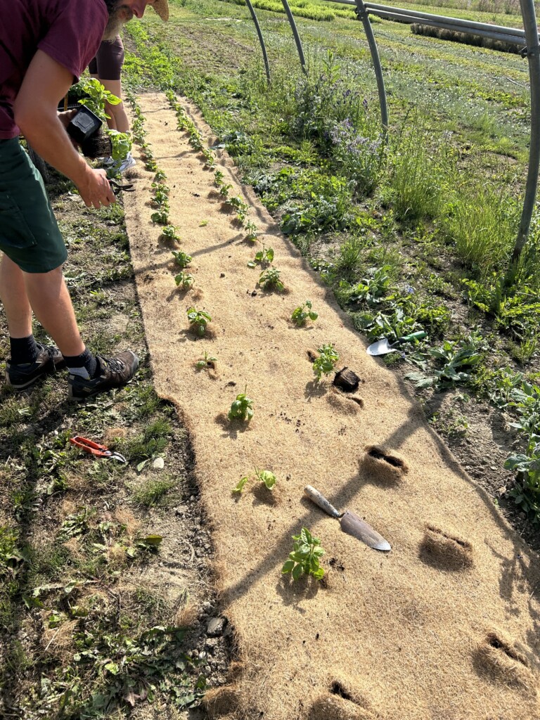 Two people plant small seedlings outdoors in an open high tunnel.