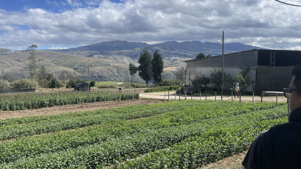 A wide angle image of flower fields in the foreground of mountains in Ecuador. 