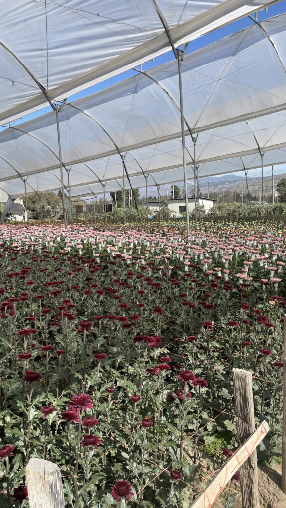 Trays of multicolored flowers under a high tunnel growing system.
