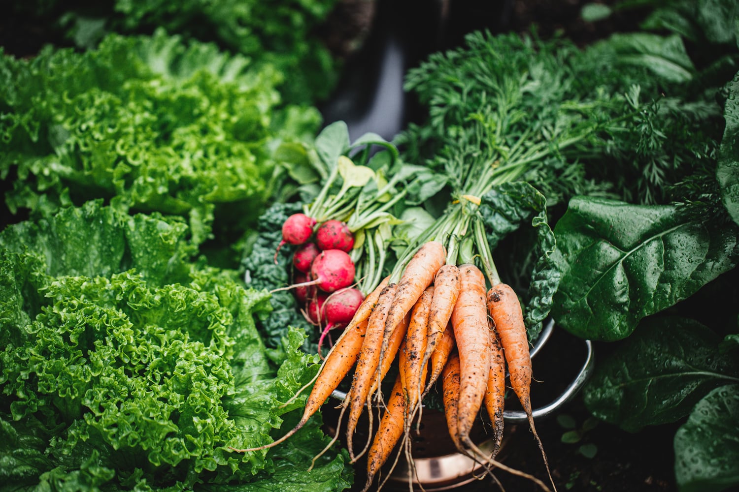 carrots, radishes, and greens harvested from a garden