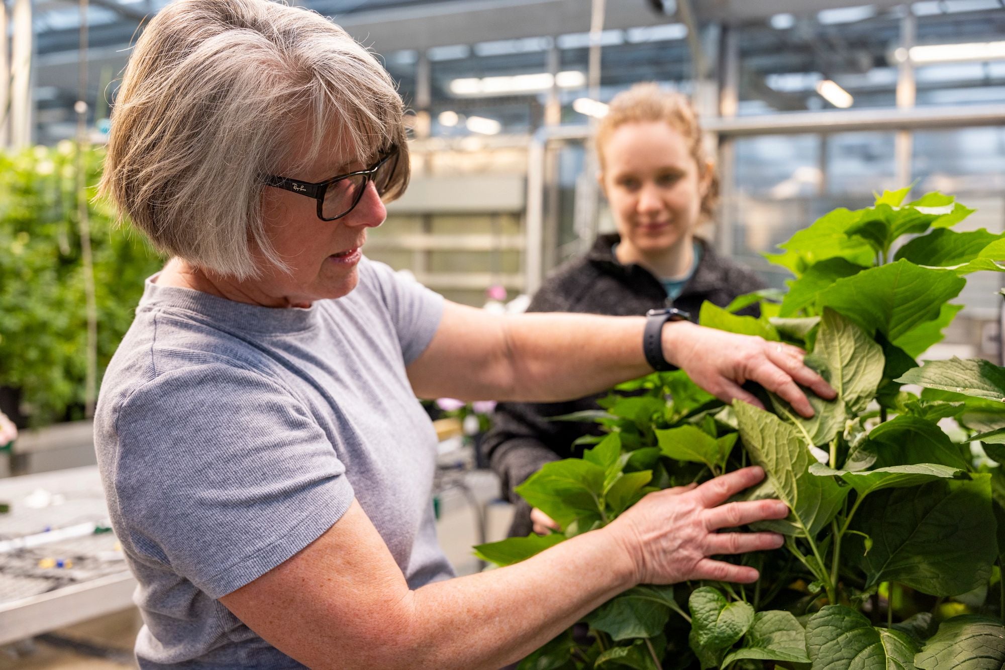 (L-R) Crop and Soil Sciences professor Robin Buell and graduate student Leah Toney discuss plant genetics in a greenhouse.