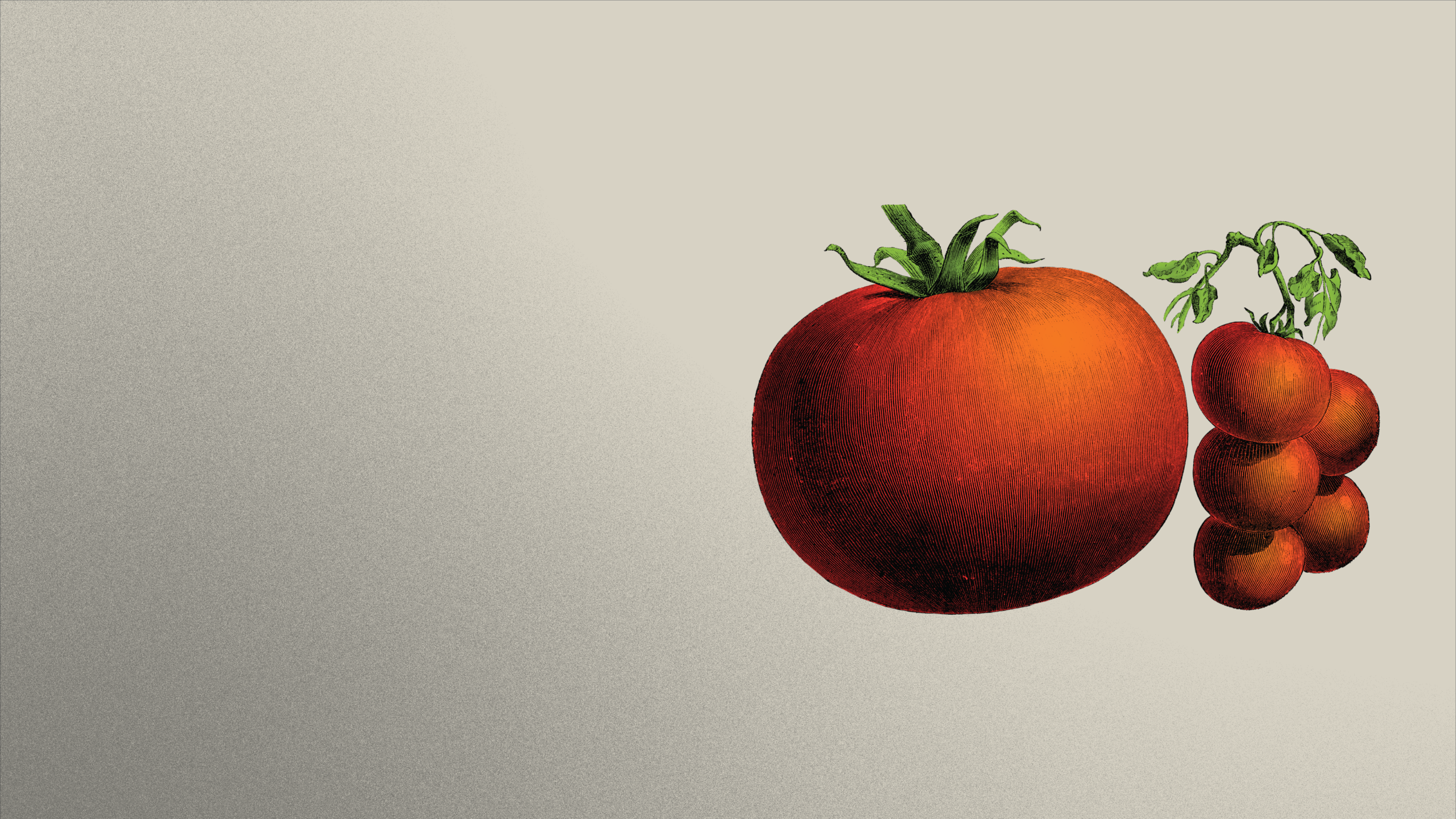 Illustration of a beefsteak tomato with cherry tomatoes